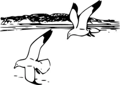 Herring gulls in flight vector illustration