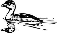 Pied-billed grebe vector image