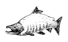 Sockeye salmon vector image