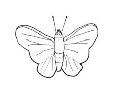 Butterfly line art vector image