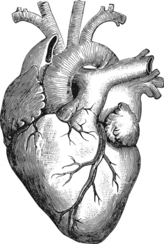 Anatomical heart vector illustration