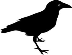 Raven bird vector image