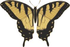 Vector image of tiger pattern butterfly
