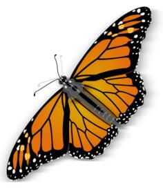 Spotty butterfly vector graphics