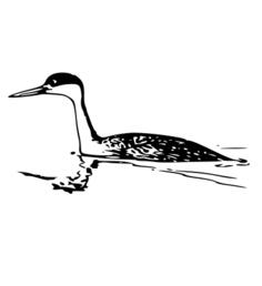 Western Grebe vector drawing