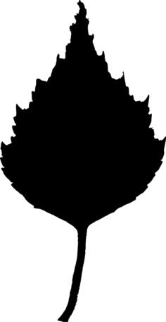 Silhouette vector image of birch leaf