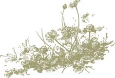 Wildflowers vector drawing
