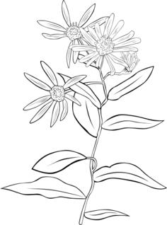 Western Showy Aster vector drawing