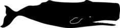 Sperm whale vector graphics