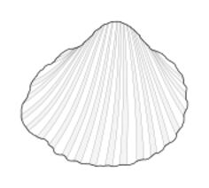 Vector clip art of lagoon cockle