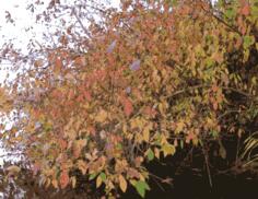 Bush in autumn vector illustration