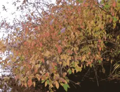 Bush in autumn vector illustration