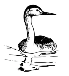 Western Grebe vector image