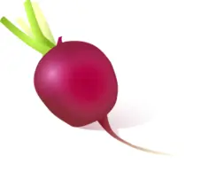 Vector image of radish