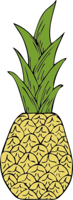 Vector drawing of pineapple