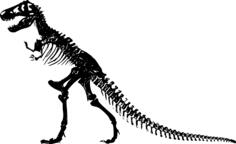 T-Rex skeleton vector image
