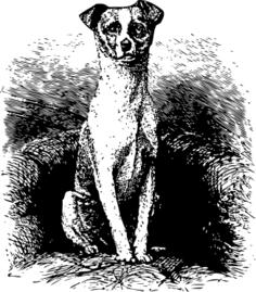 Dog on chair vector image
