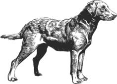 Chesapeake Bay Retriever vector drawing