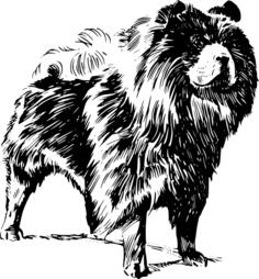 Chow Chow dog vector image