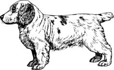 Clumber Spaniel vector image