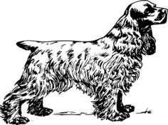 Cocker Spaniel vector illustration