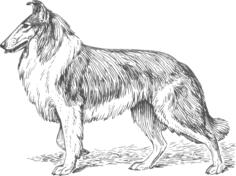 Collie vector graphics