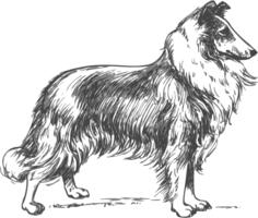 Collie vector image