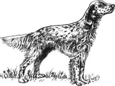 English Setter vector illustration
