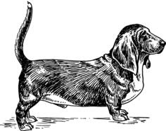 Basset Hound dog vector illustration