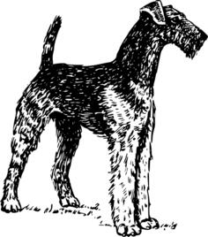 Airedale Terrier vector illustration