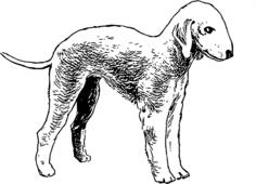 Bedlington terrier vector image
