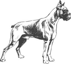 Boxer dog vector drawing