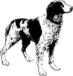 Brittany Spaniel vector image