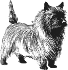 Cairn terrier vector drawing
