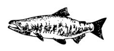 Chum salmon vector image