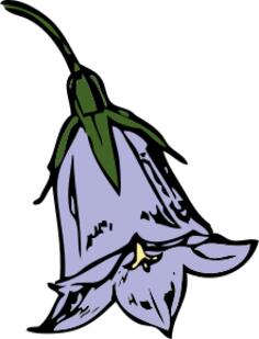 Vector clip art of harebell flower