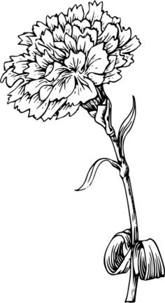 Carnation flower vector image