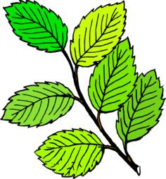 Leaves vector graphics