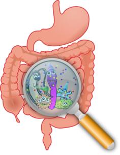 Party in the intestines vector illustration