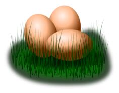 Eggs in grass vector image