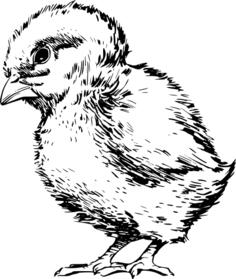Hen vector image