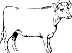 Vector image of an ox