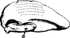 Boiled turkey vector image