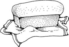 Fresh loaf vector illustration