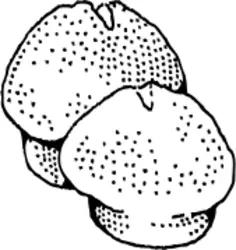 Vector clip art of muffins