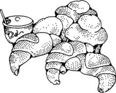 Vector drawing of rolls and honey
