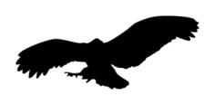 Flying eagle vector silhouette