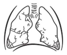 Human lungs vector image