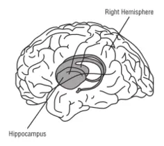 Brain vector illustration