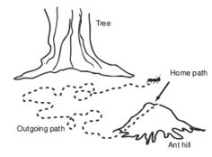 Ant path vector illustration